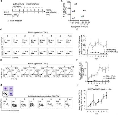 Ascaris suum infection in juvenile pigs elicits a local Th2 response in a setting of ongoing Th1 expansion